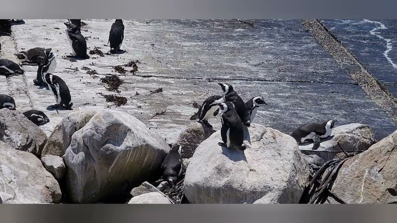 INSIDE THE PENGUINS COLONY IN BETTY'S BAY CAPE TOWN #penguin #capetown  #BettysBay #africanpenguin