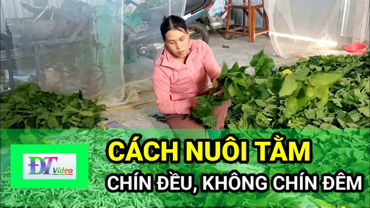 Cách Nuôi Tằm Chín Đều, Không Chín Đêm – Kỹ Thuật Hiệu Quả Cho Người Nuôi Tằm