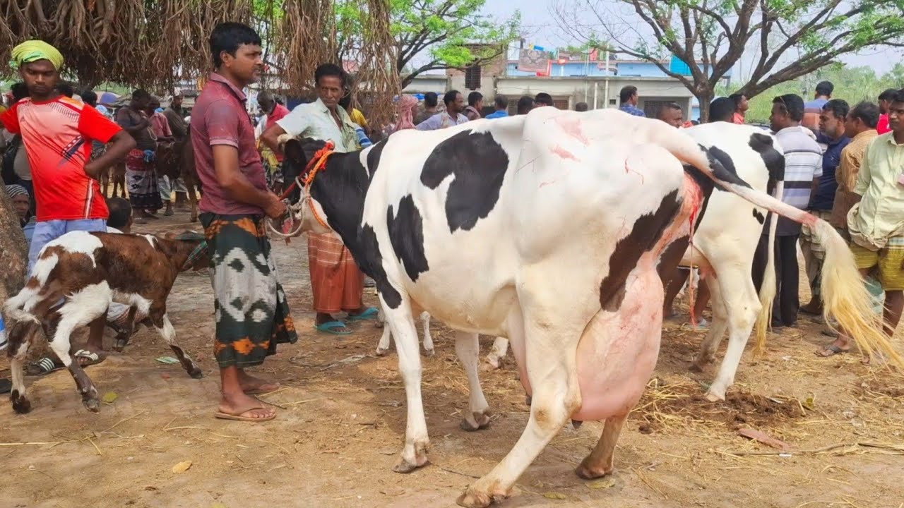 ১৯/৩/২৬/ওরে দাদারে ৪৫ লিটার দুধের গ্যারান্টি বছরের সেরা জার্সি গাভী, দেখলে চোখ কপালে উঠে যাবে চাঁপাই