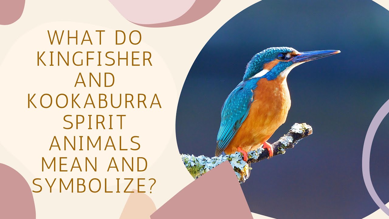 What Do Kingfisher and Kookaburra Spirit Animals Mean and Symbolize?