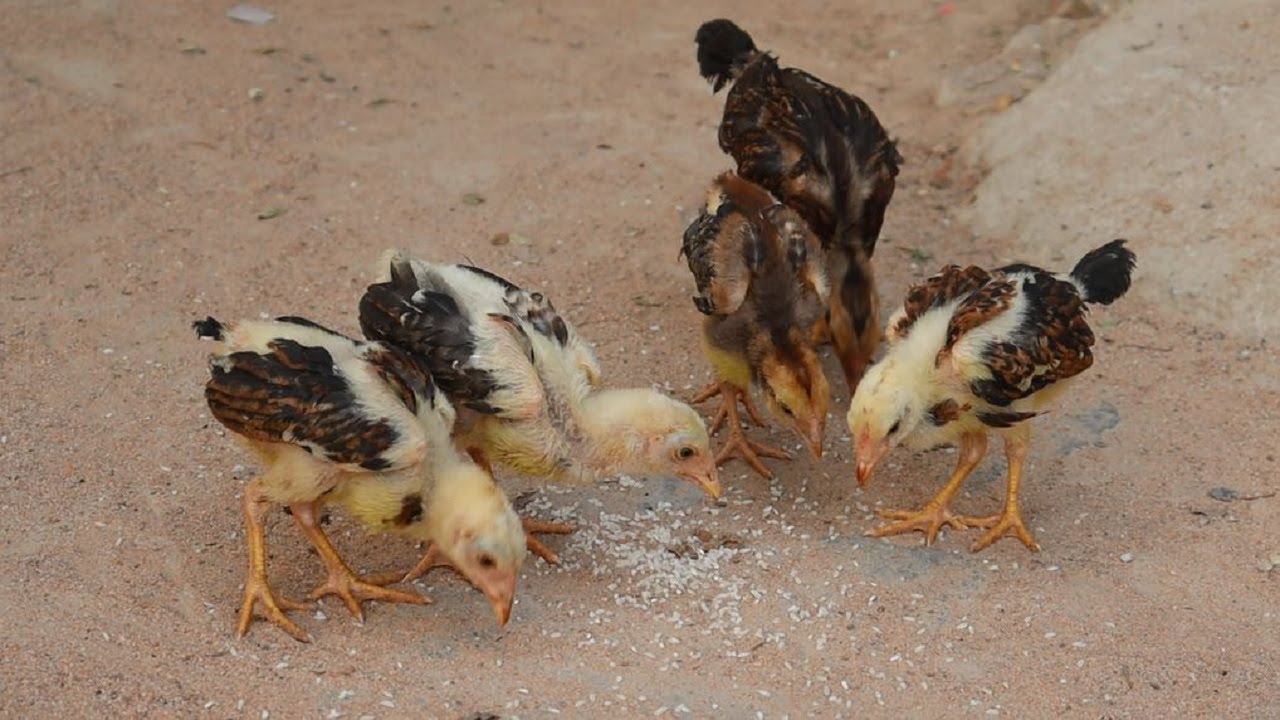 Baby Chickens family live and find food together