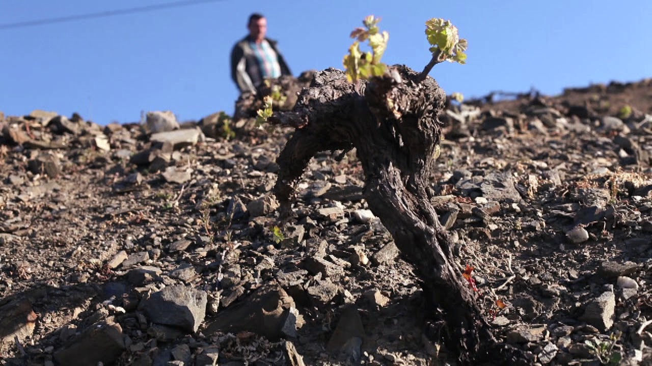 Filitas y Lutitas, Club Vignerons | BODEBOCA
