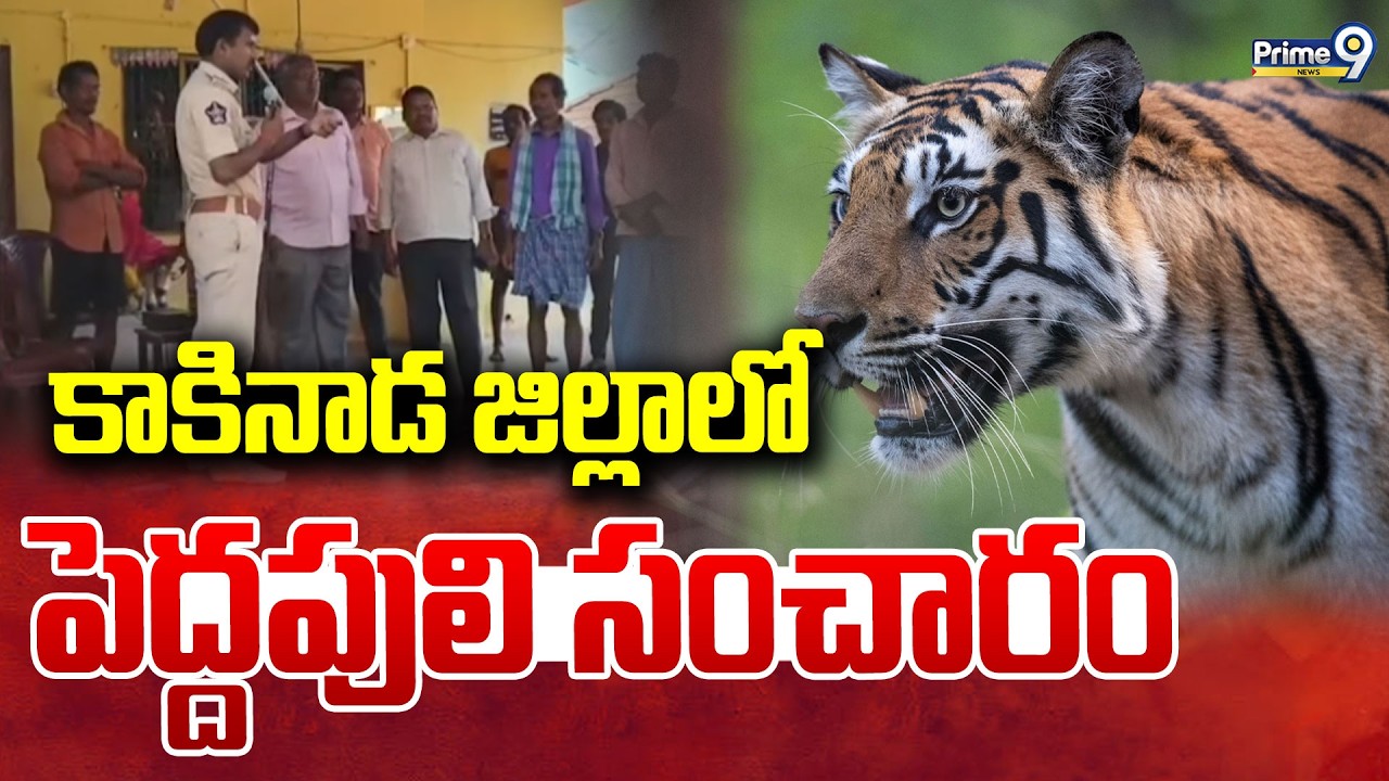 కాకినాడ జిల్లాలో పెద్దపులి సంచారం | Kakinada District | Prime9 News