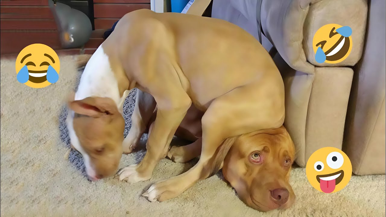 HILARIOUS DOGS Being Weird 🤪 NEW Funniest Dogs Video 2025 #4