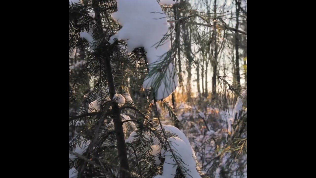 Beautiful Sunset 🌄 Short Video | Amazing 🌾 forest | Relaxing 🌺Music