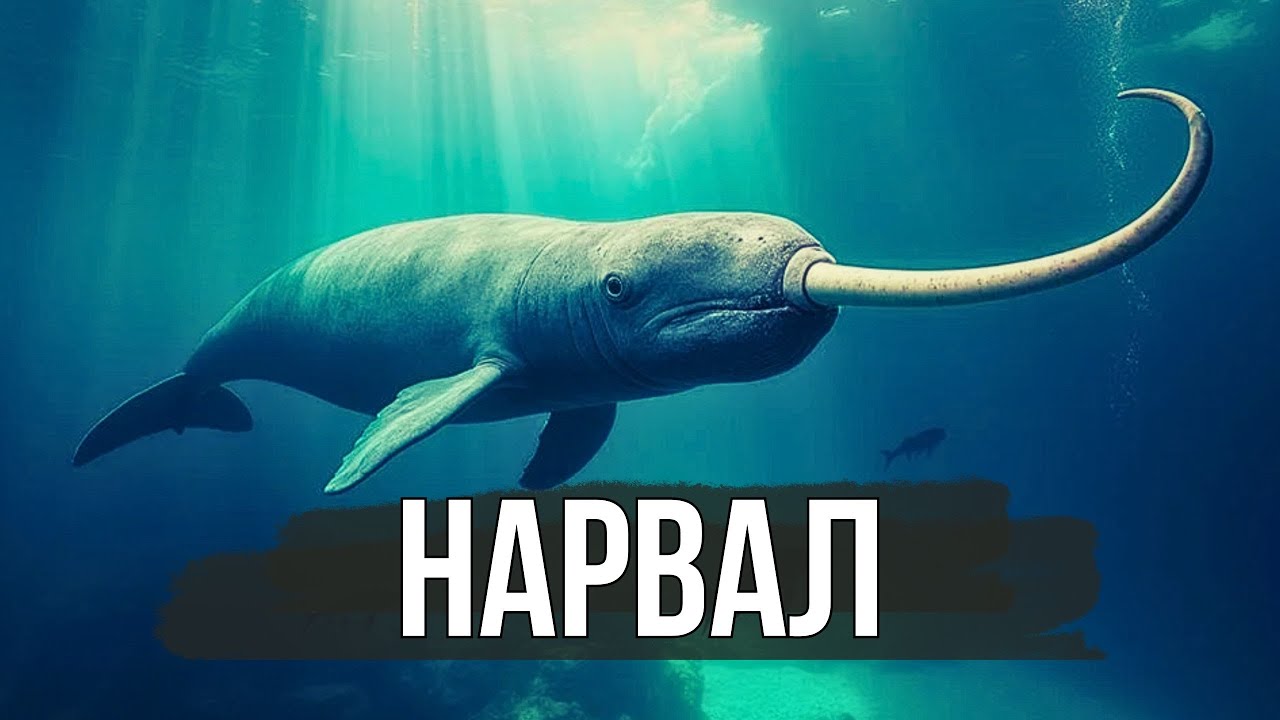 Нарвал &mdash; єдиноріг Арктики!🦄 Чому ми так мало знаємо про нього? #нарвал