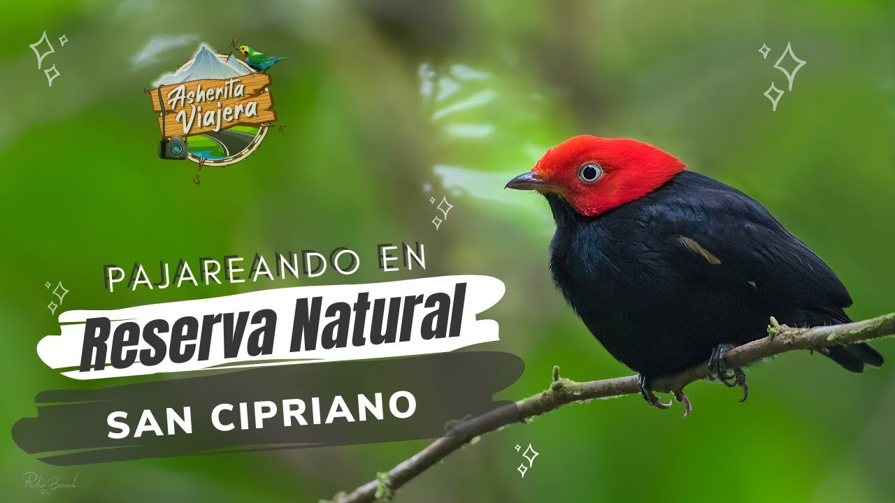 Pajareando en Reserva natural San Cipriano - Asherita viajera guía de aves en Colombia