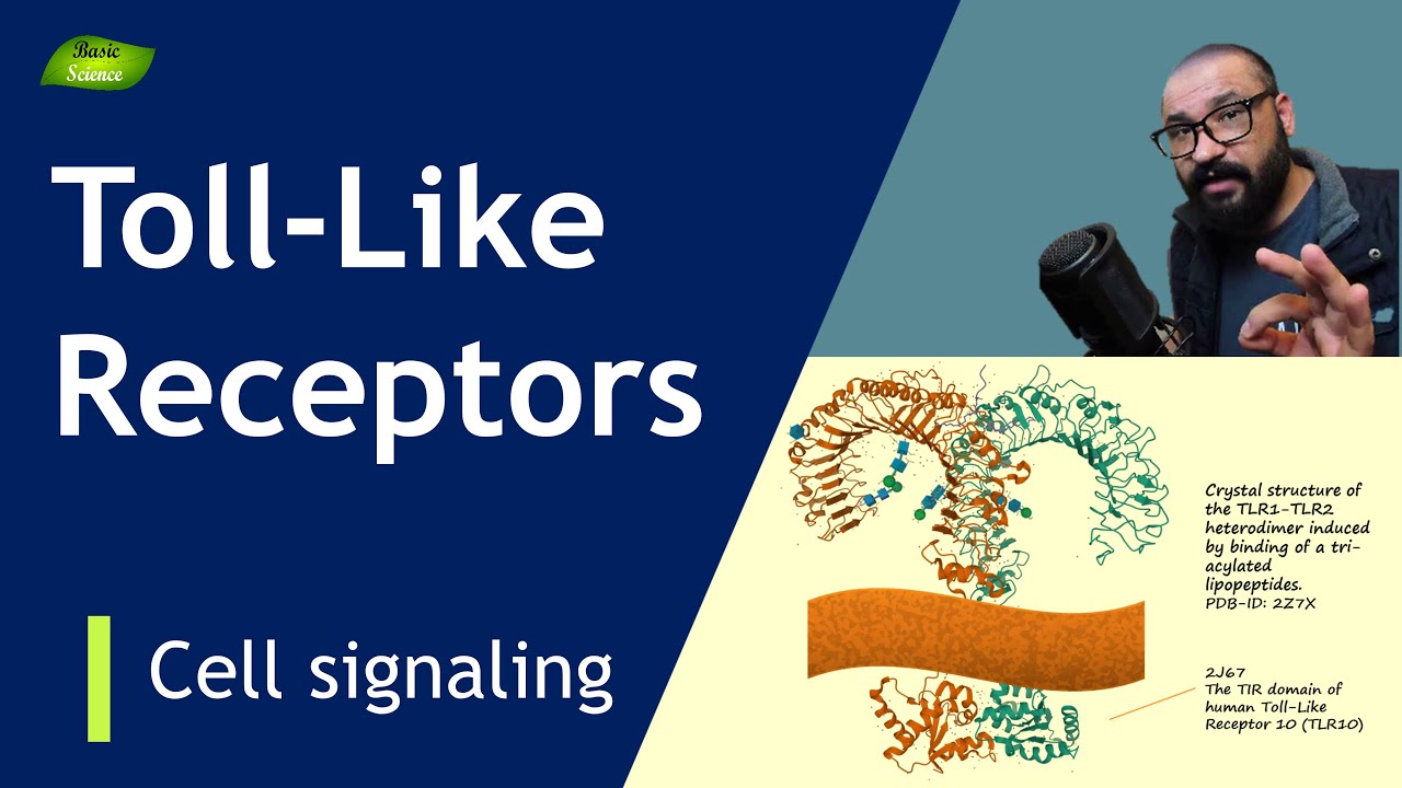 Toll-like receptors | Structure and Function | Types | PRRs| Immunity | Basic Science Series