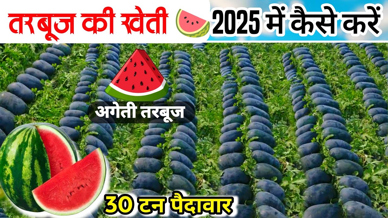 Tarbuj ki kheti ki puri jankari 2025🌱तरबूज की खेती कैसे करे🍉Watermelon farming Ageti tarbuj ki kheti