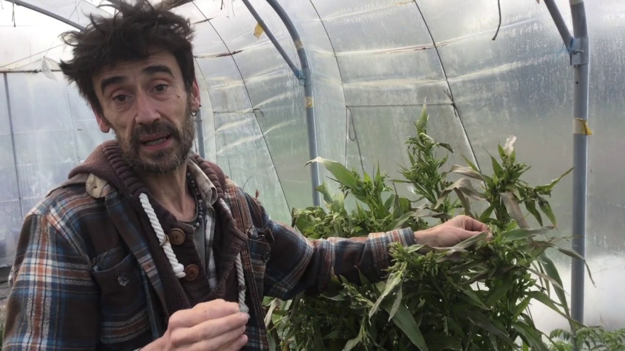 Larmes de Job : Cultivons notre plante à perles !