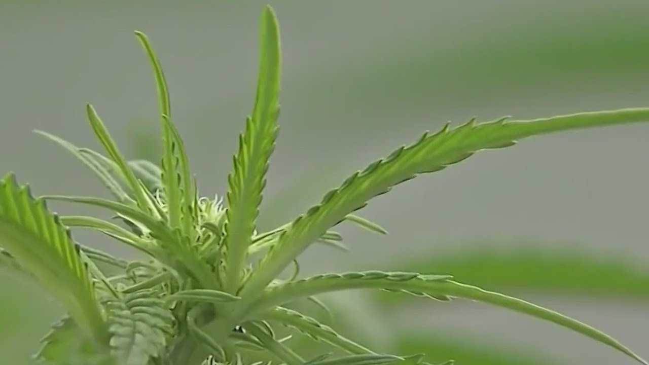 House approves bill legalizing marijuana nationwide | Rush Hour