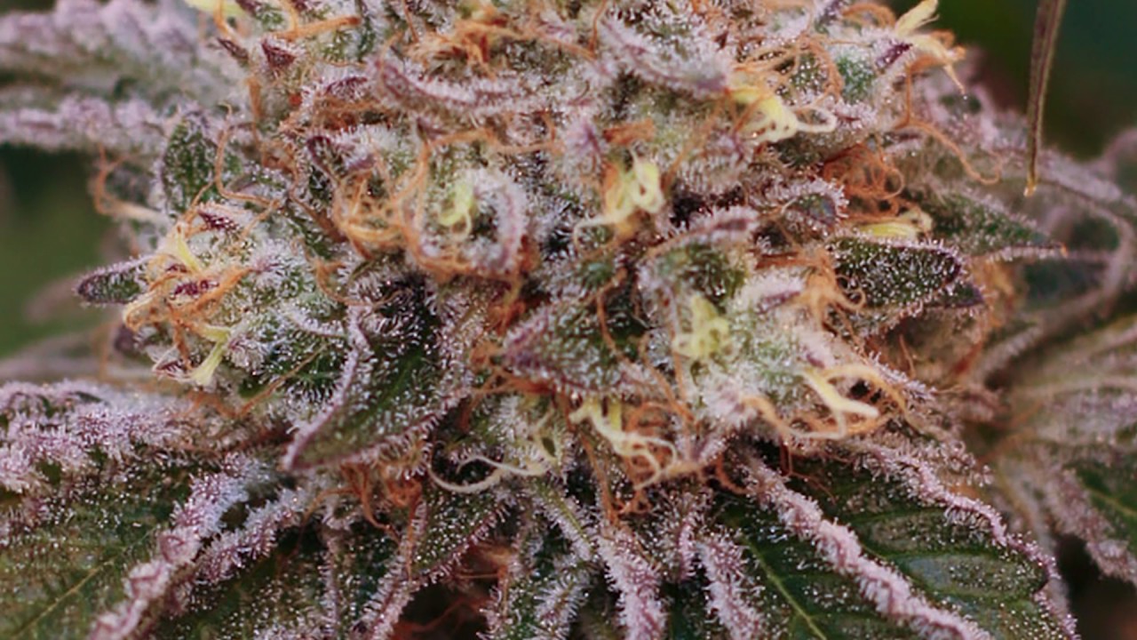 Alien OG | From the Soil - Flower Hour