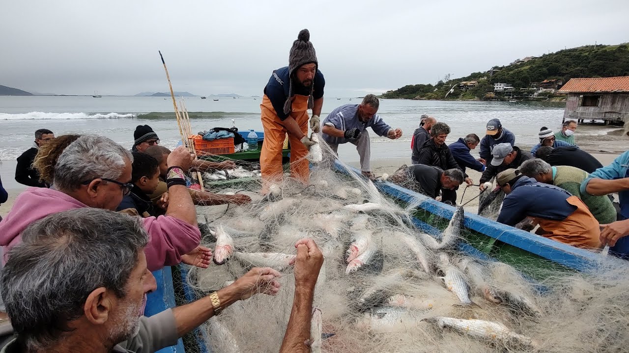 Garopaba, SC, 40 Toneladas de Tainhas, todas as embarcações pegaram peixes, além de cercos na Praia.