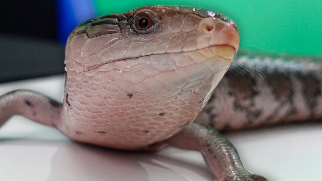 7 Year Update on My Blue Tongue Skink!