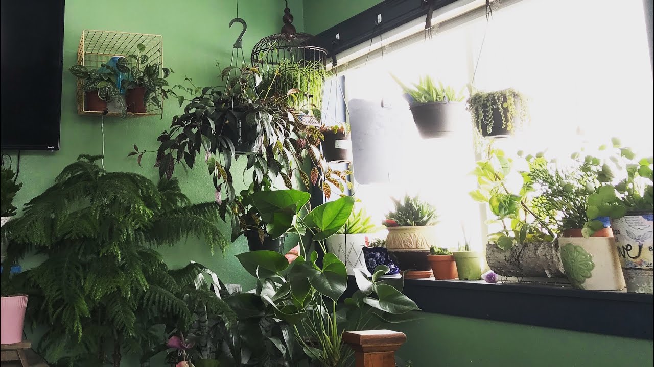 Water Vs. Soil Propagation And Different Types Of Roots