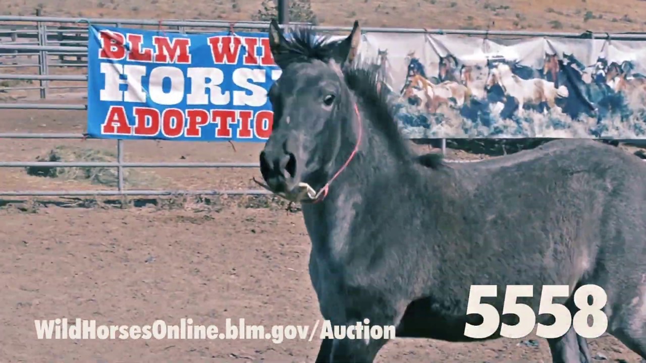 October 2019 horse adoption
