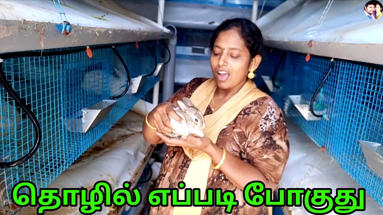 முயல் பிசினஸ் சூப்பரா போயிட்டு இருக்கு 😱😍 #karthikgowri @Karthik Gowri