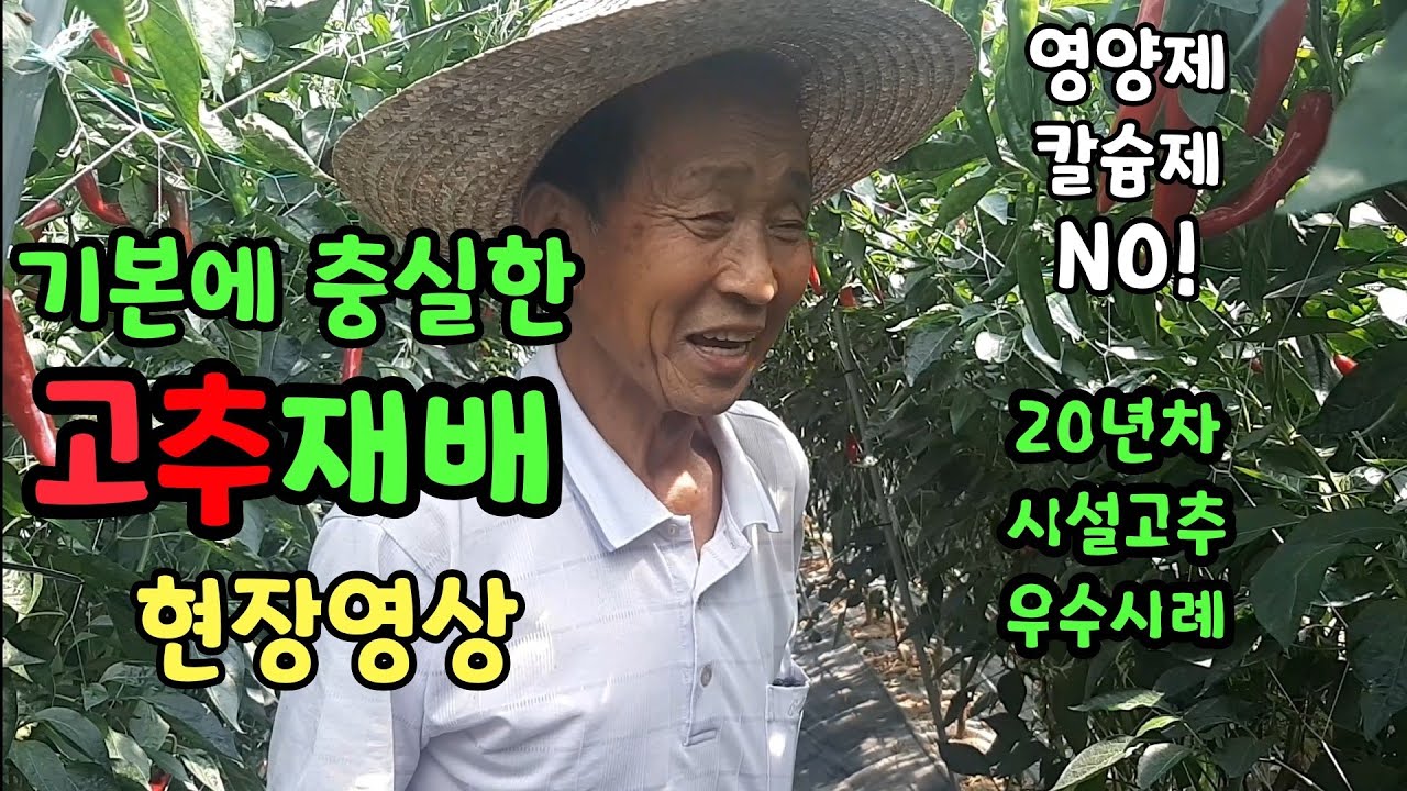 하우스 고추농사 영양제 칼슘제 없이 기본에 충실한 20년차 농사명장 현장이야기