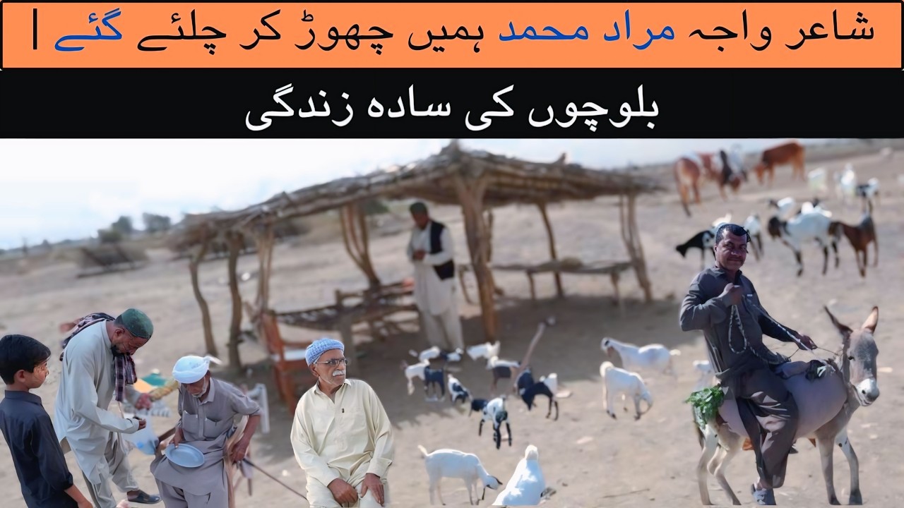 Balochi classical Shayer Murad Muhammad | Turbat To Dasht Villages 🔥Kech e Dastan