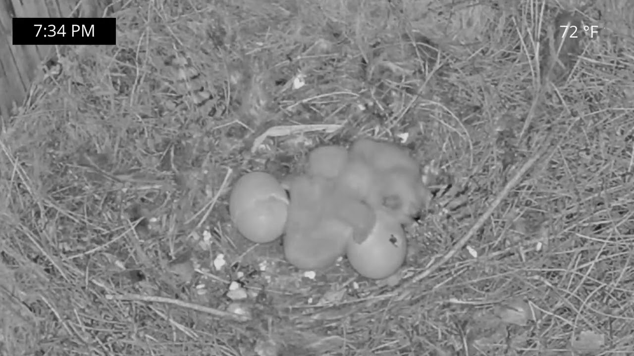 1-31-26 Close up of the Two Owlets and One 