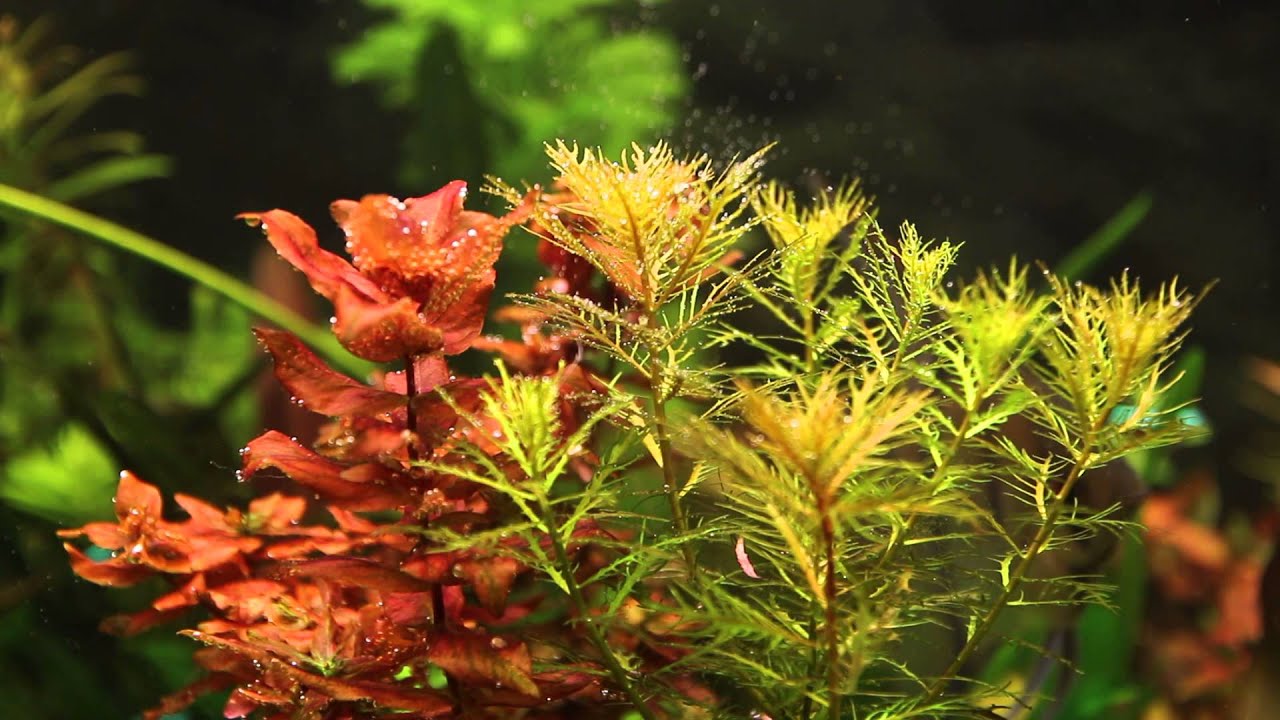 Rotala macrandra + Proserpinaca palustris