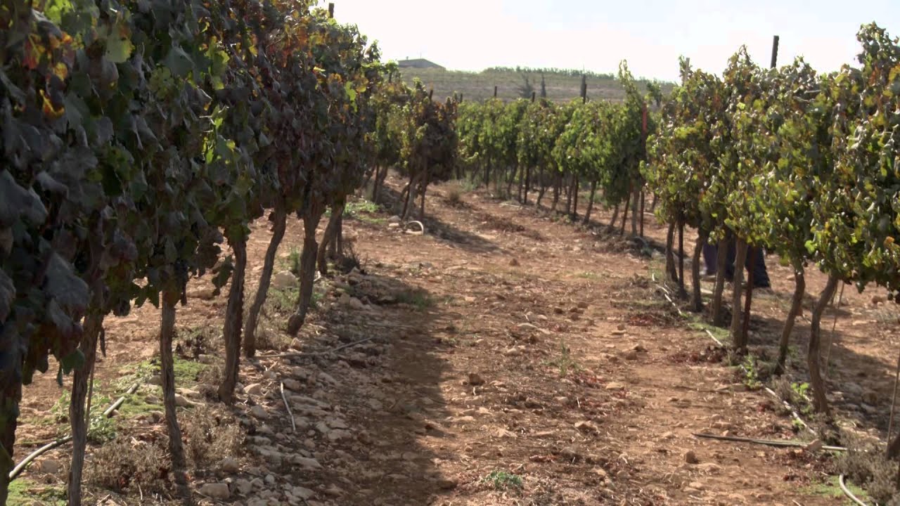 אגף החינוך - סרט שמיטה