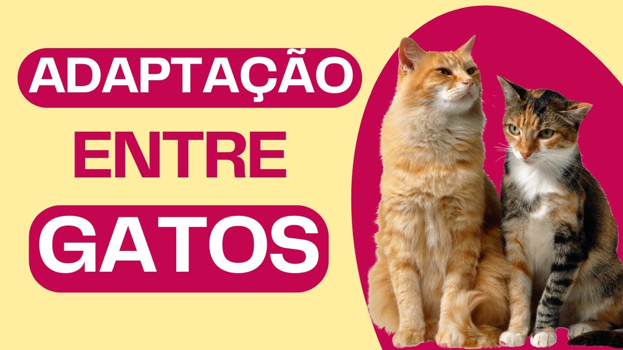 ADAPTAÇÃO DE GATOS: Como Introduzir Um Novo Gato Em Casa Em 8 passos 😺