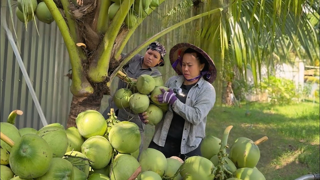LẦN ĐẦU LONG KHÁNH QUÊ EM THU HOẠCH DỪA XIÊM LÙN 