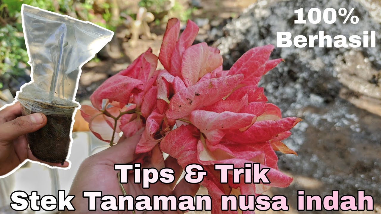Cara menanam bunga nusa indah / how to grow flowers Mussaenda pubescens