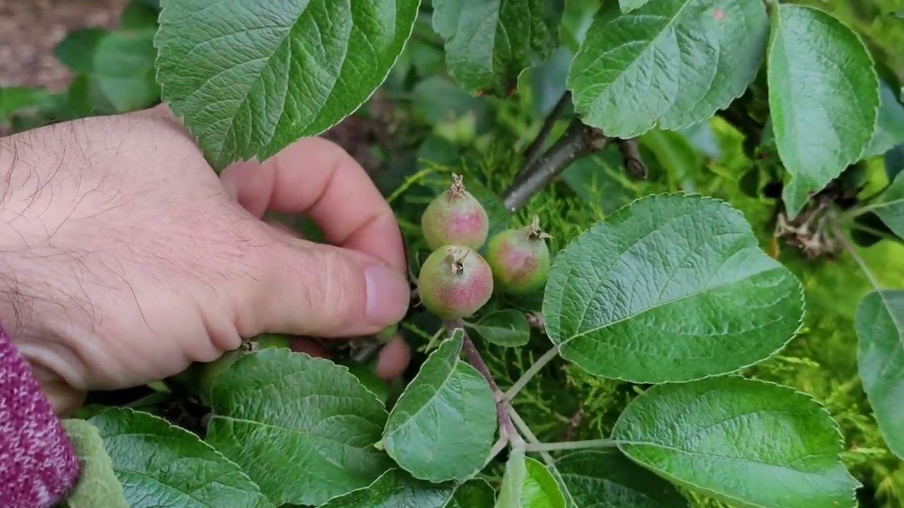 How to Grow Bigger Apples Thinning by Hand