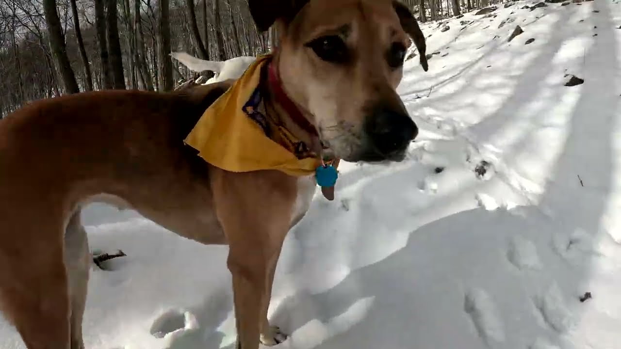 Dog Hiking Adventures with Frankie, Lucy, Ice Cream, and Rosie on01//02