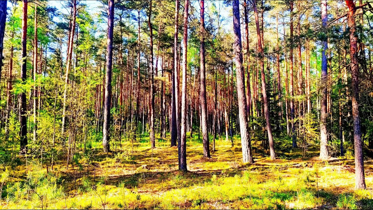 Звуки леса в формате 4K для успокоения 🌿 Умиротворяющее пение птиц и зелень для релаксации🌿