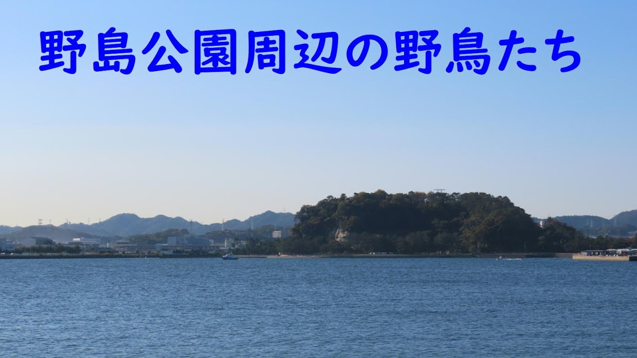 野島公園周辺の野鳥たち