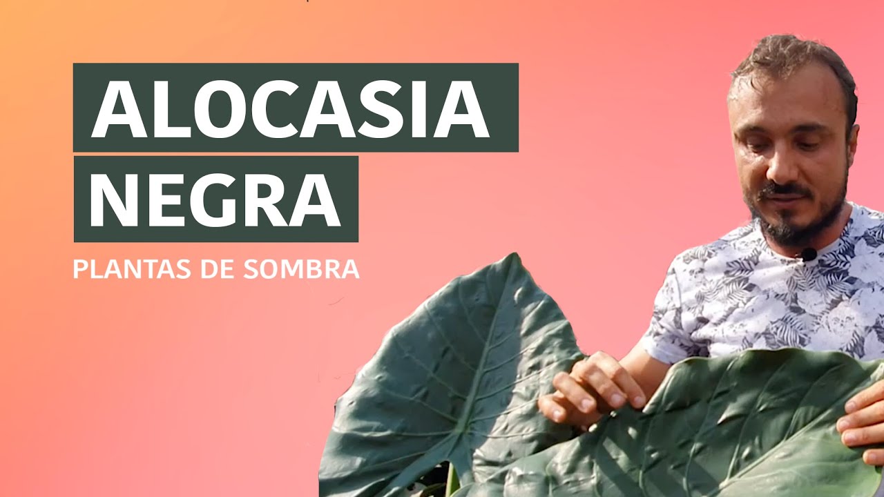 Alocasia Negra 🖤- Planta de Sombra
