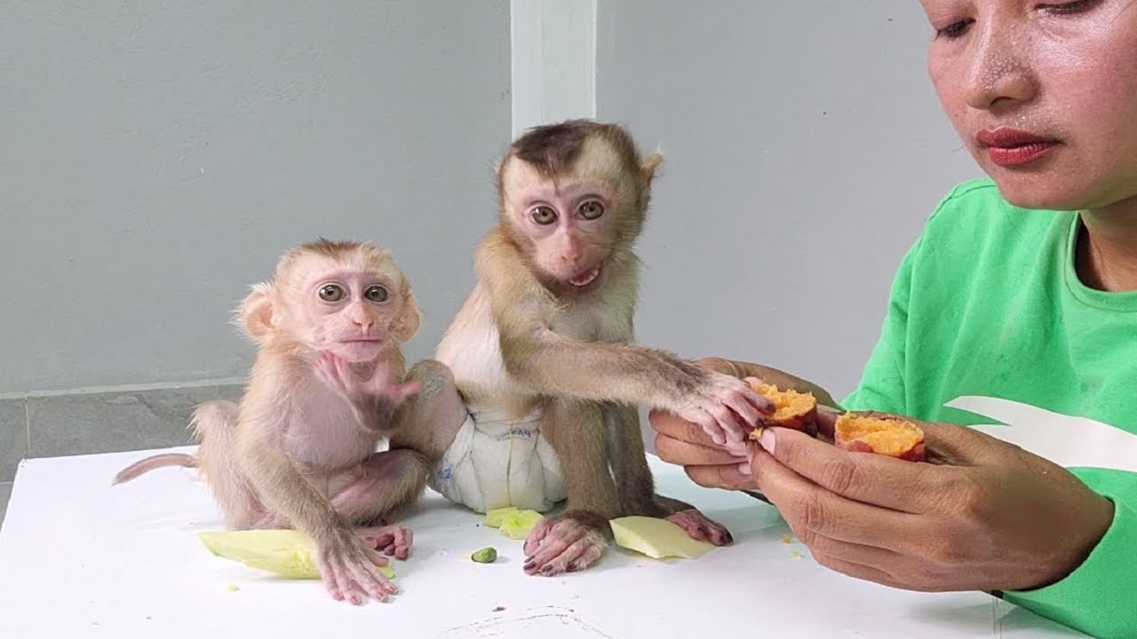 Both monkey,They have mangoes and want to snatch potatoes from their mothers