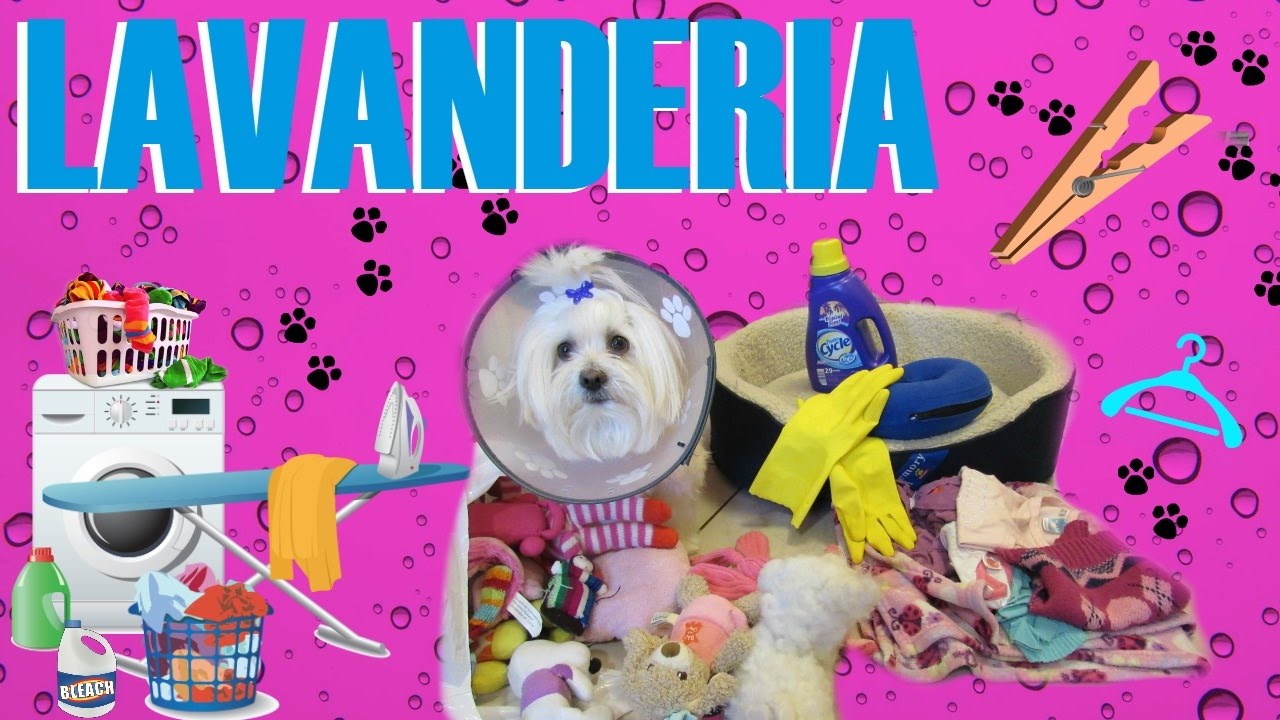 Lavanderia del Perro, Coton de tulear I Lorentix