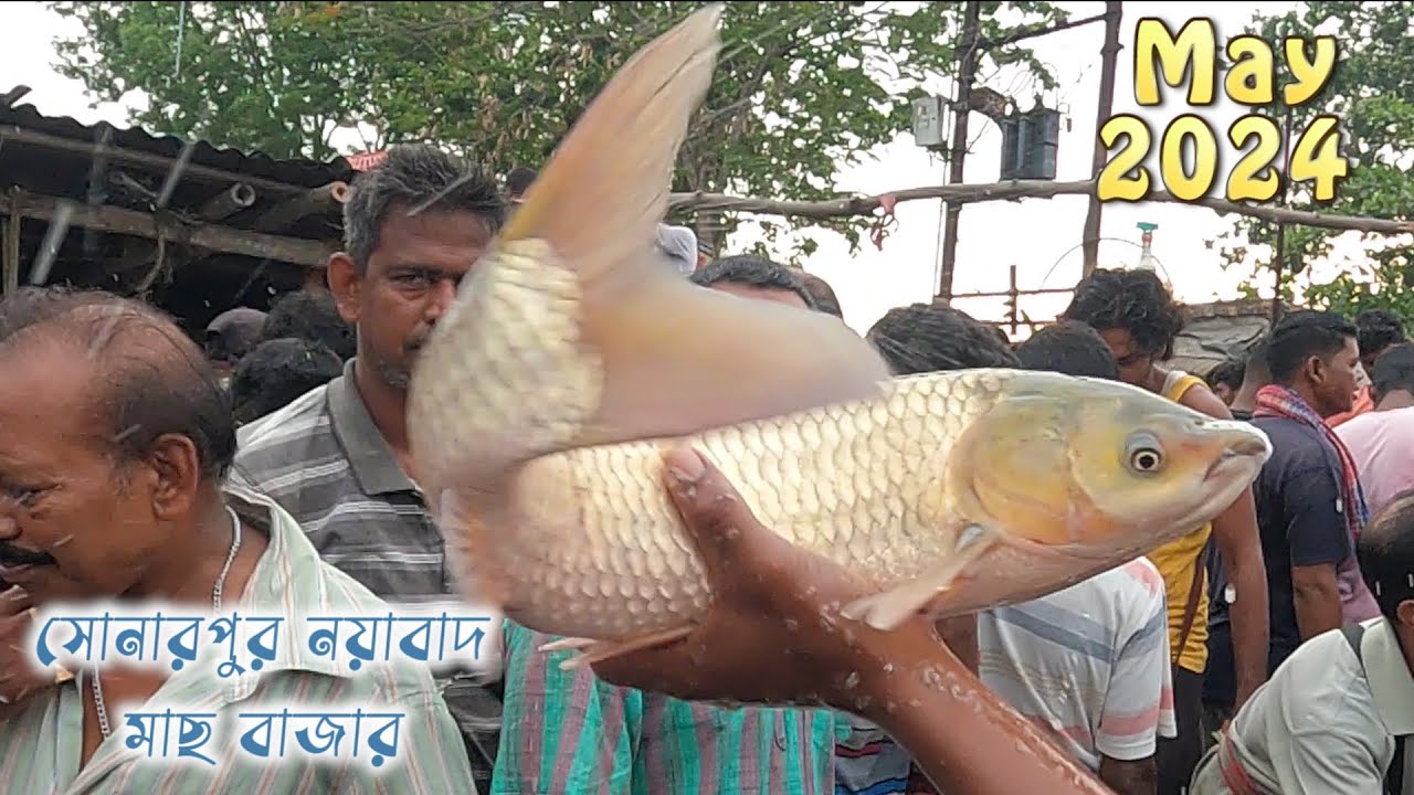 সোনারপুর নয়াবাদ মাছের বাজার মে 2024 || Kolkata fish price || rui fish price in Kolkata 