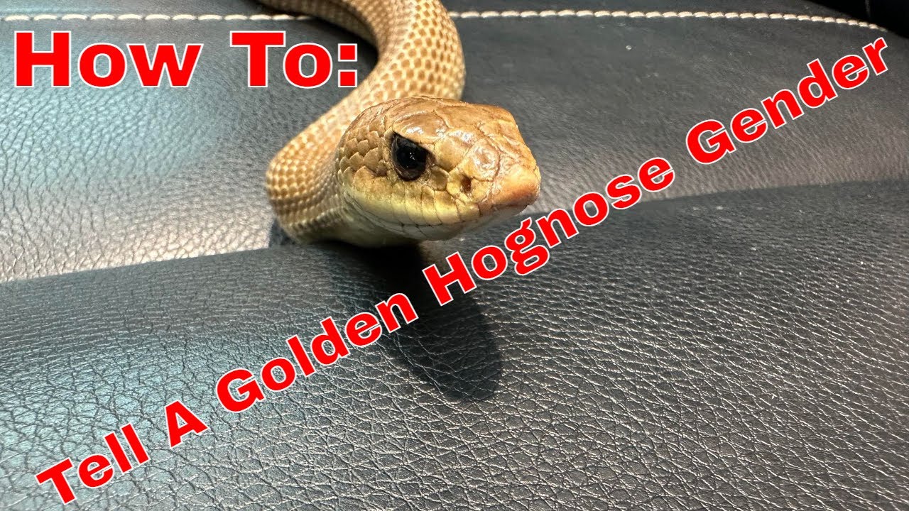 How to: Probe a Snake 