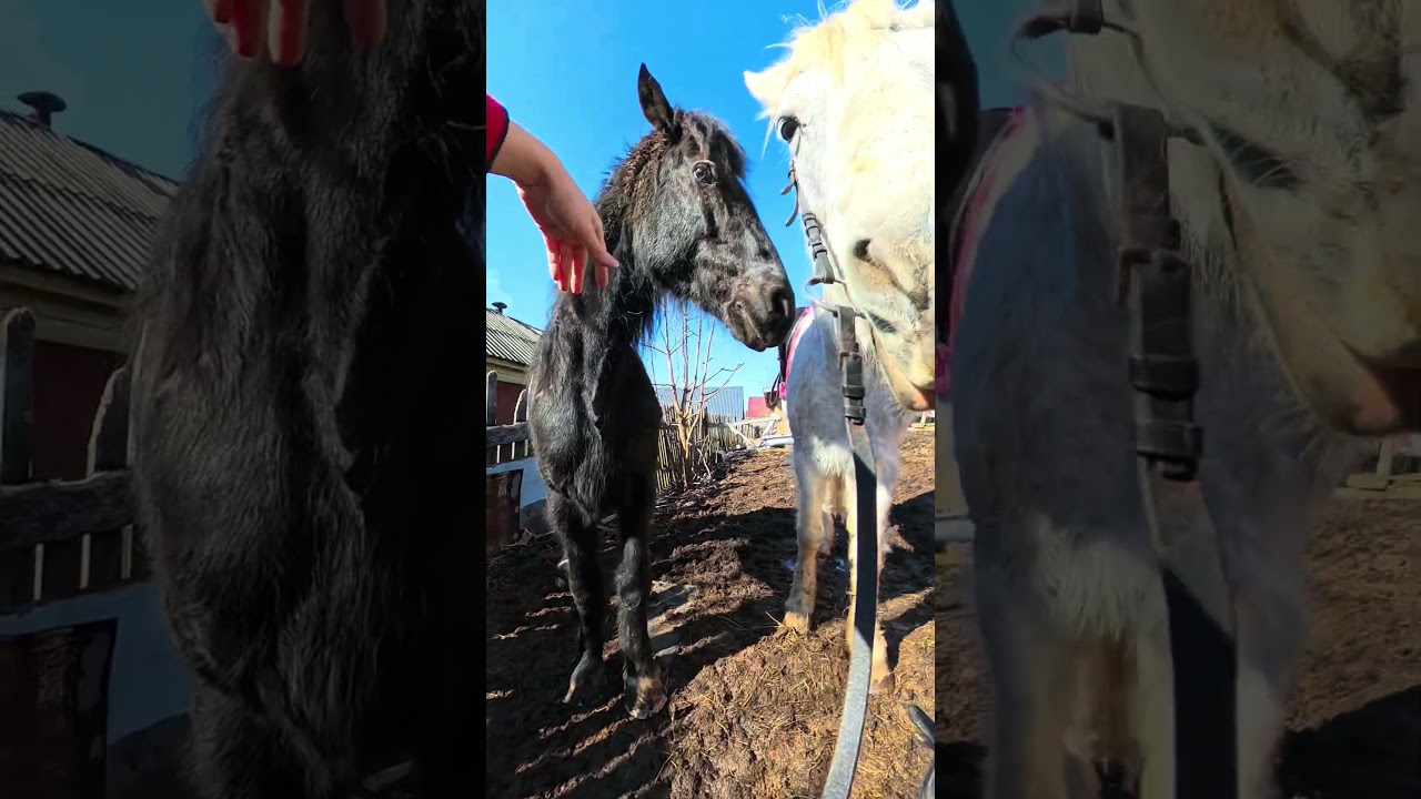 Конелох или как человека абъюзят сразу три лошади, а он получает от этого удовольствие.