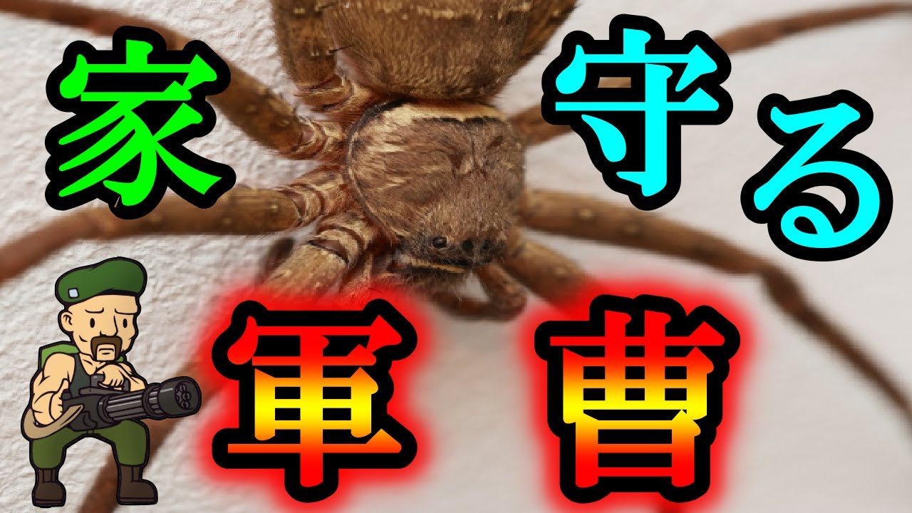 【ゆっくり解説】理想的な益虫(見た目以外)　アシダカグモを解説