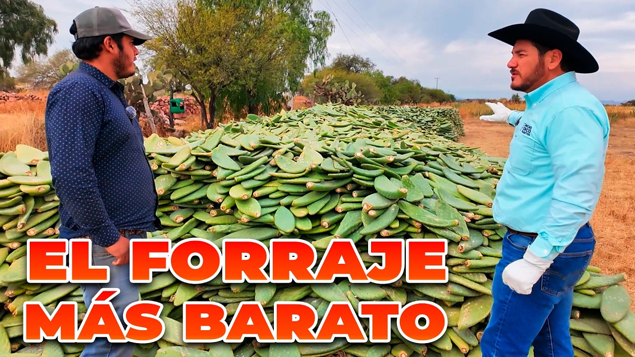EL FORRAJE MÁS BARATO QUE HAY PARA GANADO | Rancho Cinco Talentos