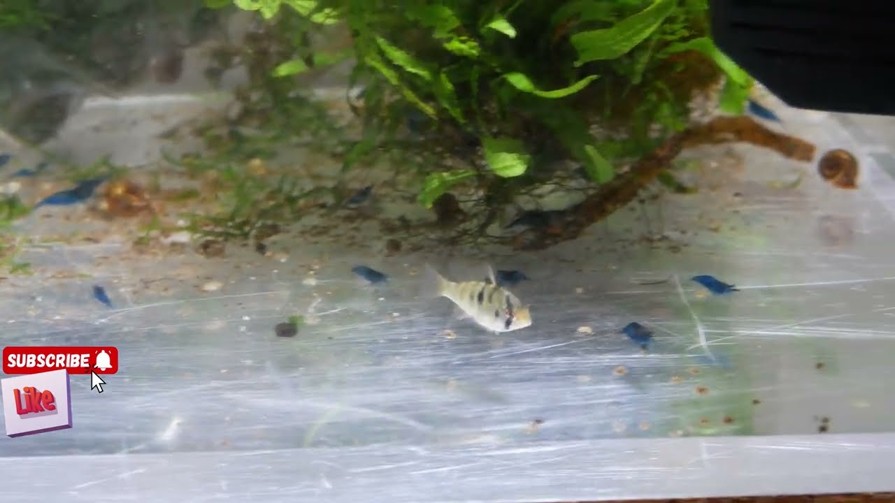 reproduction RAMIREZI artificiel