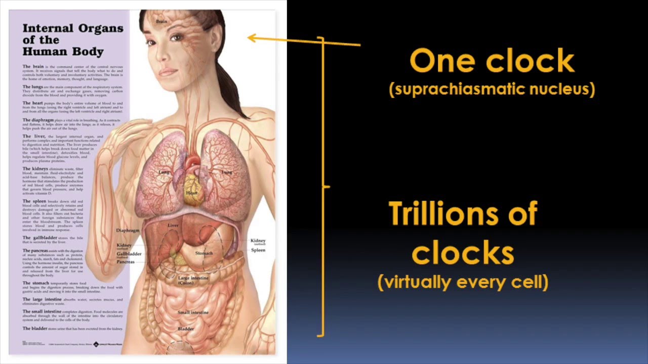 Circadian Rhythms and Your Health Video - Brigham and Women's Hospital