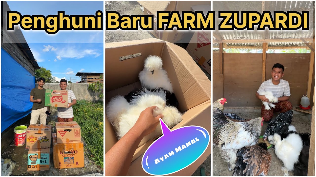 Ayam hias unik penghuni baru FARM ZUPARDI