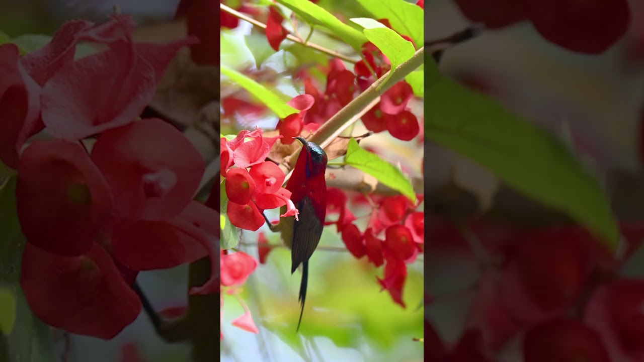 Crimson Sunbird – The Lady in Red of the Bird World