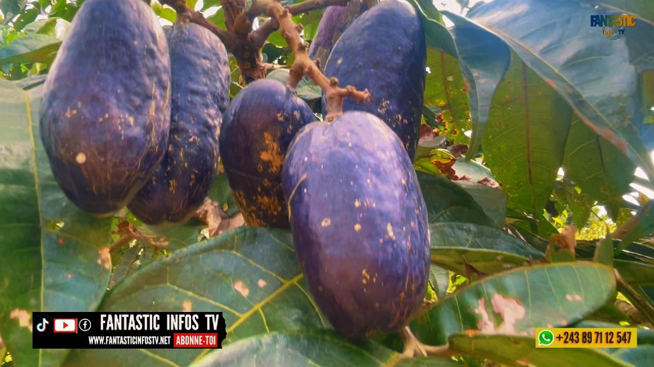 SAFOUTIER NAINS A LA FERME BOMOKO YA KONGO