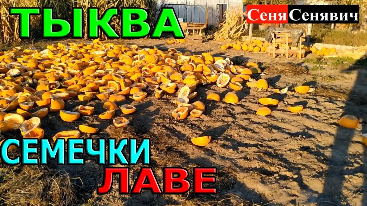 Сколько можно заработать на семечках тыквы (гарбуза), реальный урожай с 7,5 соток земли