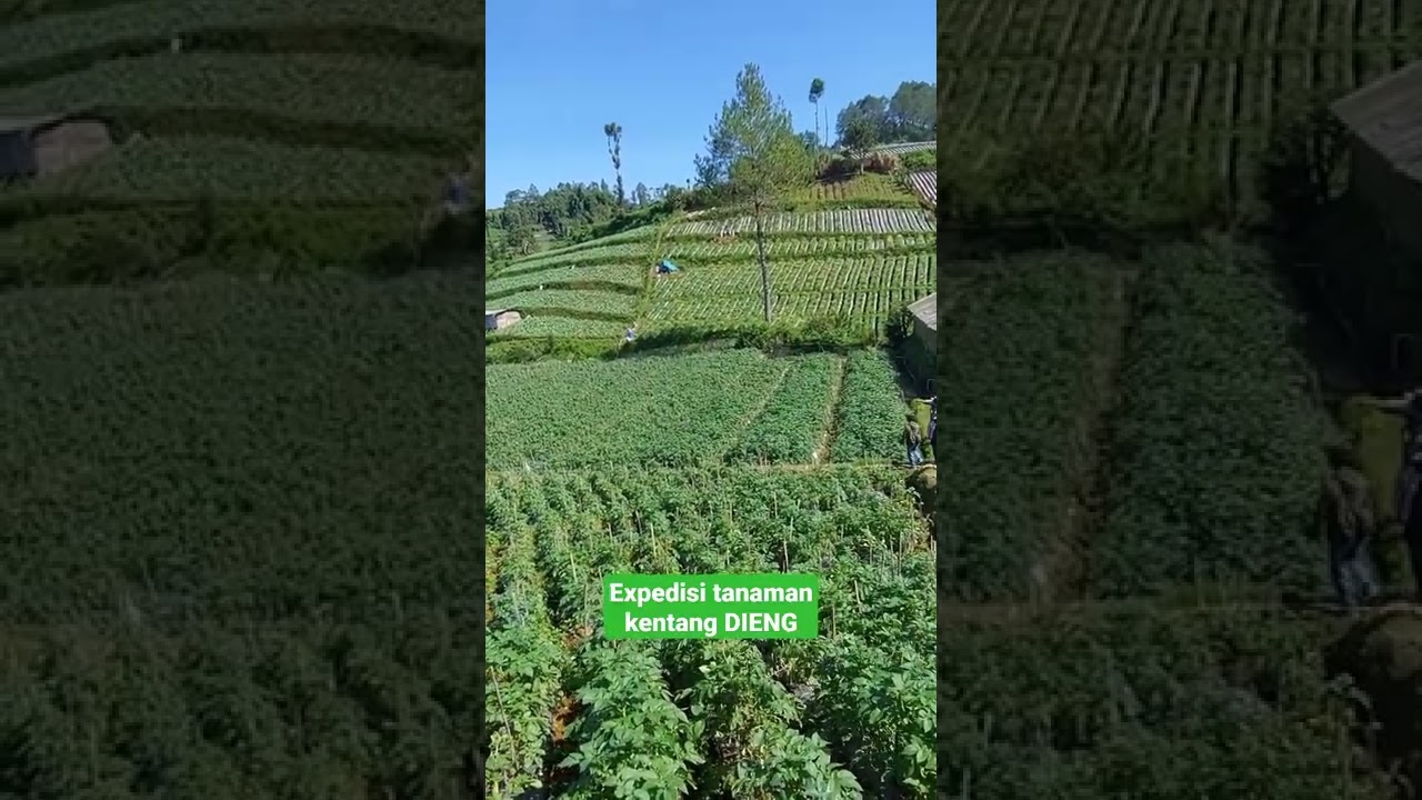 expedisi lahan kentang dieng