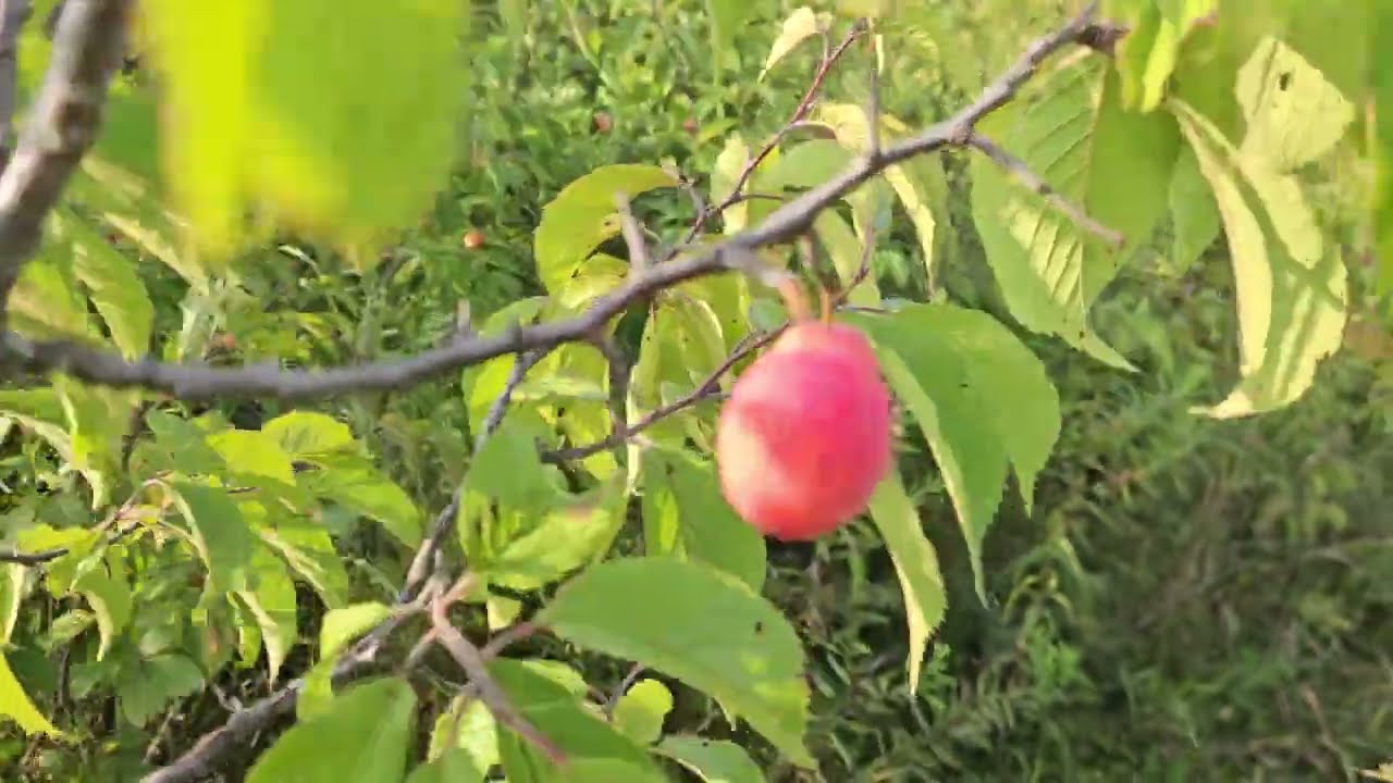 Harvesting wild Plum