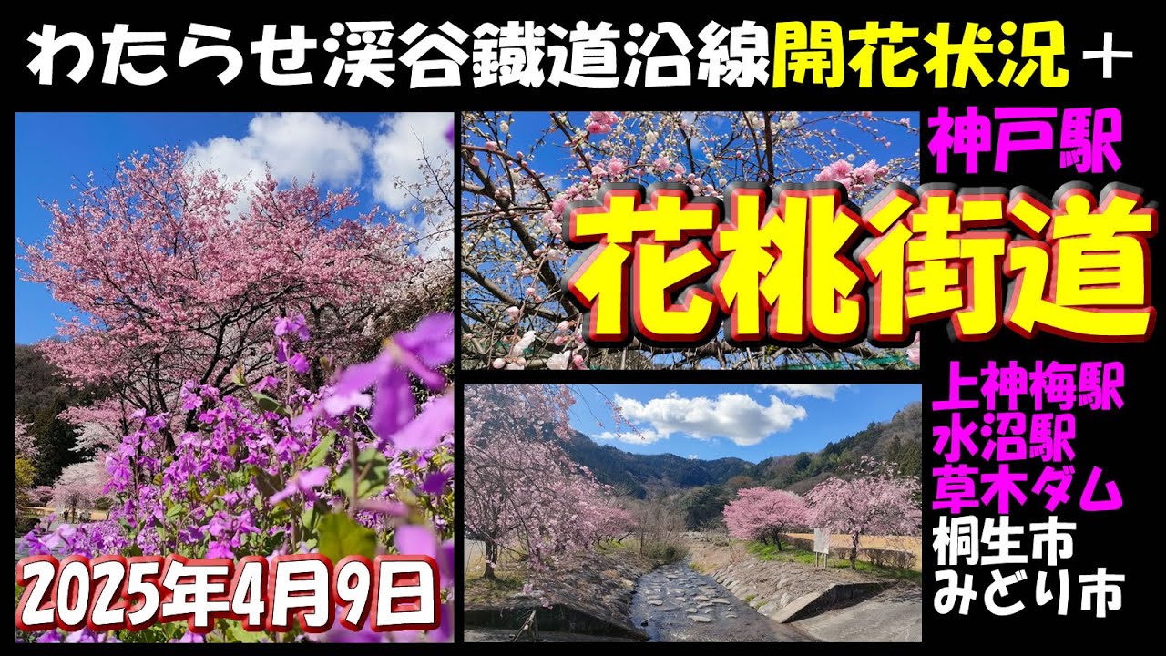 「小夜戸・大畑花桃街道」「神戸駅の花桃」「水沼駅の花桃と桜」「上神梅駅の花桃と桜」「草木ダムの桜」「童謡ふるさと館」など#花桃 #花桃街道 #群馬県 #桐生市 #みどり市